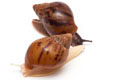 Achatina achatina achatina Nigeria F1 typ 2 albino body juvenil